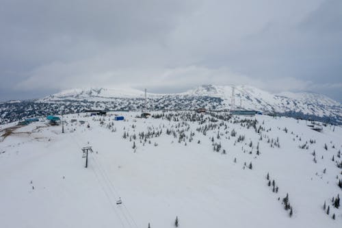 Foto d'estoc gratuïta de arbres, cel blanc, cobert de neu