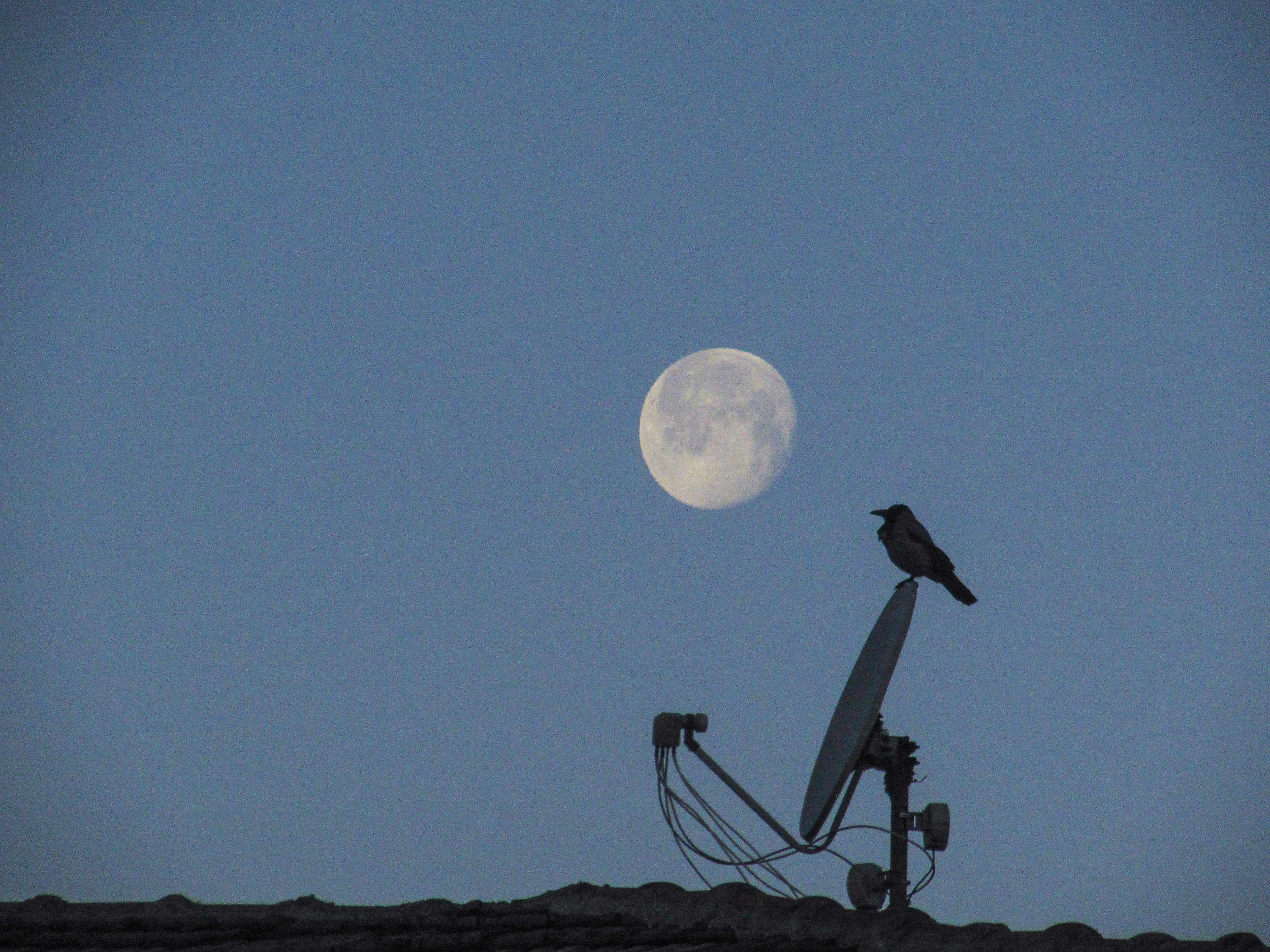 Consultation Vétérinaire en Ligne