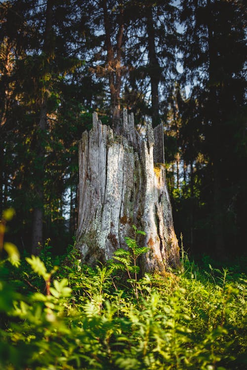 A Tree Trunk on a Green Grass