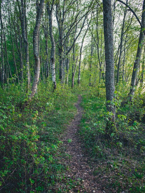 Foto d'estoc gratuïta de arbres, bosc, camí de carro