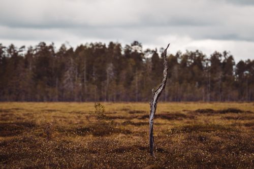 Free A peaceful landscape featuring a solitary tree stump in a vast field under a cloudy sky. Stock Photo