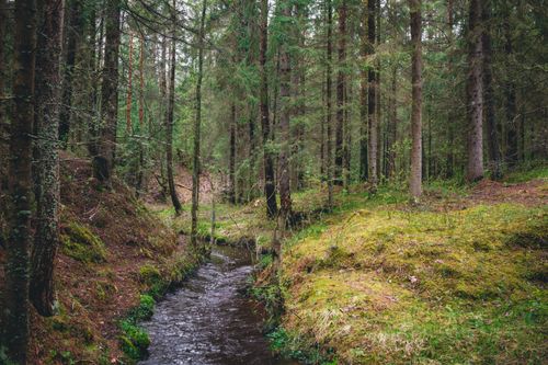 Free A serene stream flows through a lush green forest, surrounded by tall trees. Stock Photo