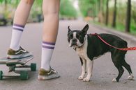 Free stock photo of animal, bang, child