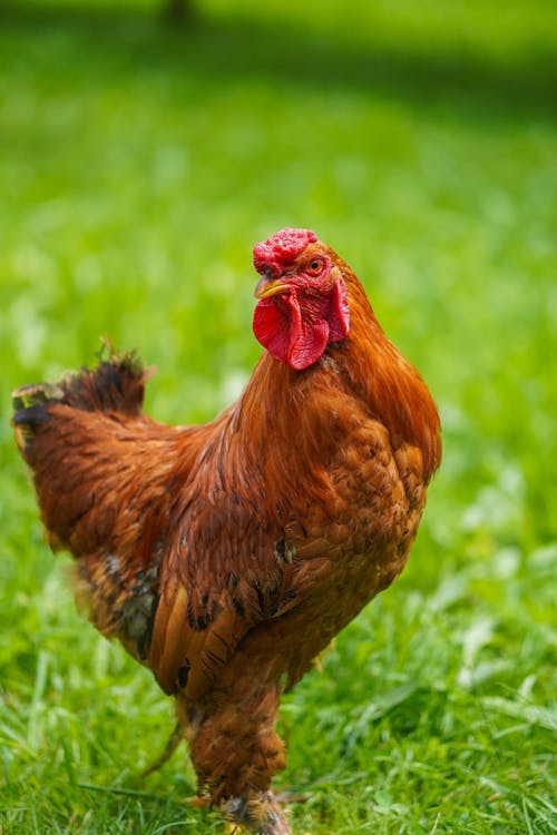 Free Photo of a Brown Chicken on Green Grass Stock Photo