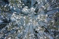 White and Green Leaf Trees