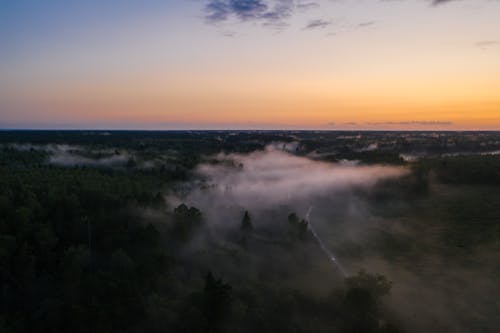 Aerial Footage of Trees covered in Fog 