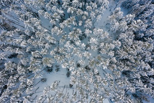 Aerial Photography of Snow Covered Trees and Ground