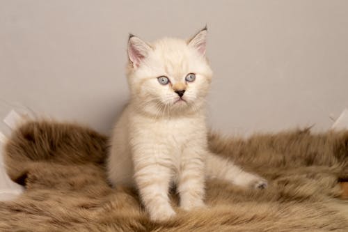 bezplatná Základová fotografie zdarma na téma bílá kočka, domácí mazlíček, fotografování zvířat Základová fotografie