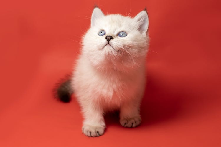 White British Shorthair Cat