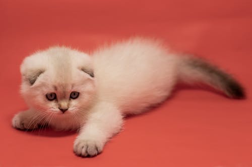 Free White Kitten Lying on Red Surface Stock Photo