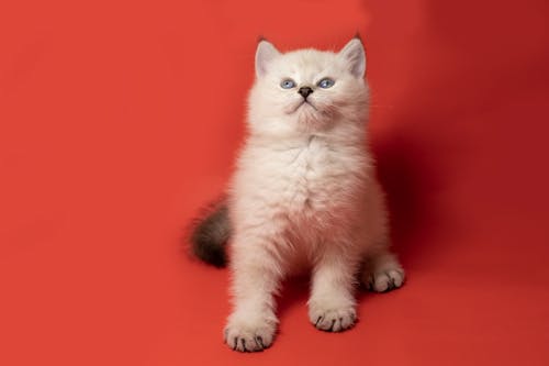Free White Cat Sitting on Red Surface Stock Photo