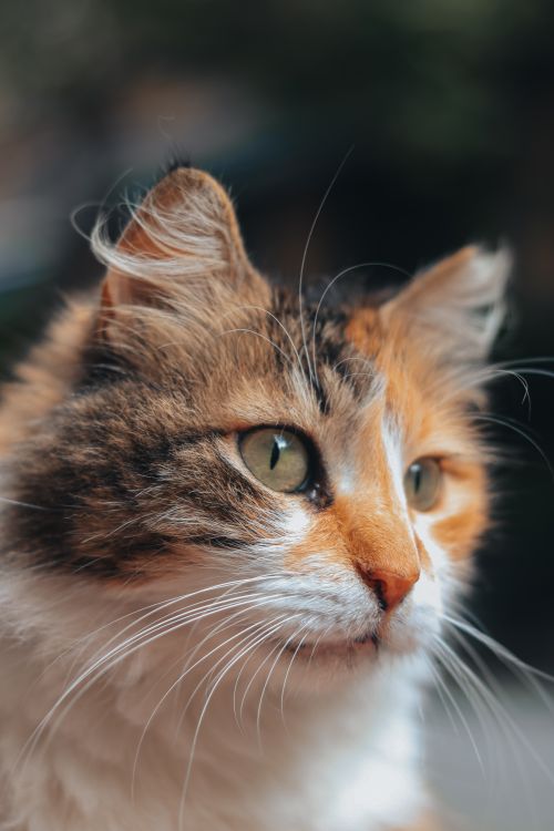 Free A beautiful close-up photo of a fluffy calico cat with striking eyes. Stock Photo