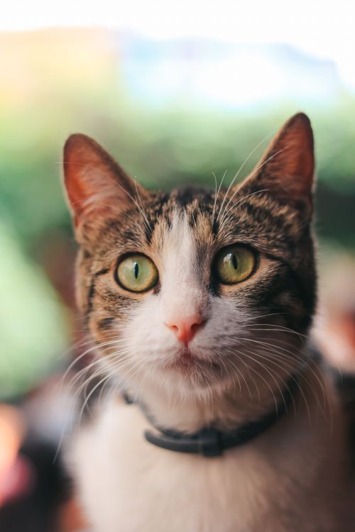 Free Adorable close-up portrait of a domestic cat with vibrant eyes and detailed whiskers. Stock Photo