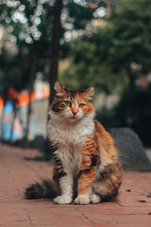 Free Charming calico cat with fluffy fur sitting on a brick sidewalk in a serene outdoor setting. Stock Photo