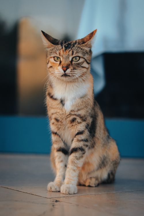 Free A close-up of a tabby cat sitting on the ground with a blurred background. Stock Photo