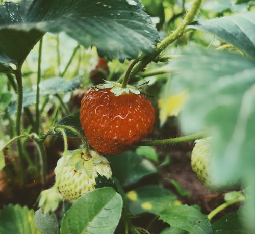 Free Macro shot of a ripe strawberry among green foliage, showcasing nature's vibrant beauty. Stock Photo