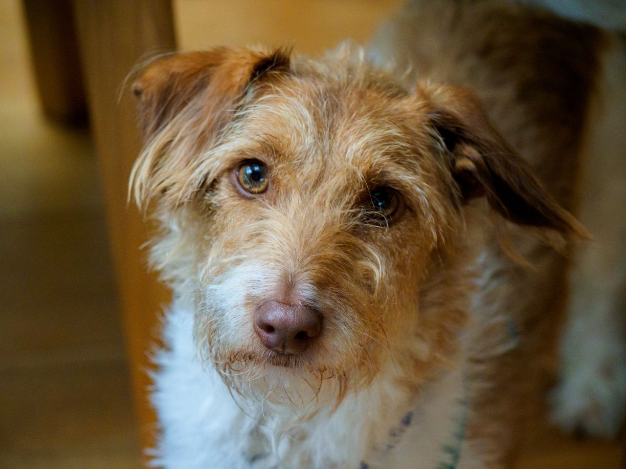 close up portrait of a portuguese podengo dog with a curious expressio