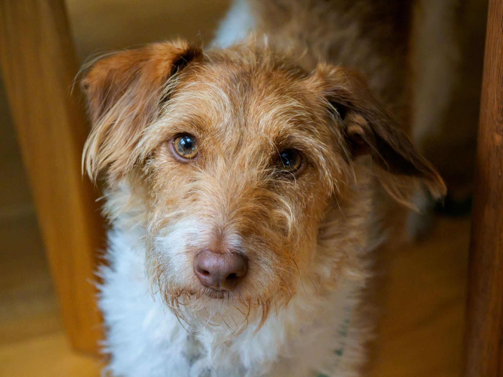 Portrait of a pet at a veterinary clinic