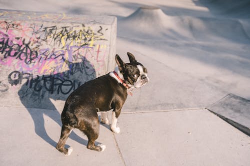 Free A Boston Terrier on a Concrete Floor Stock Photo