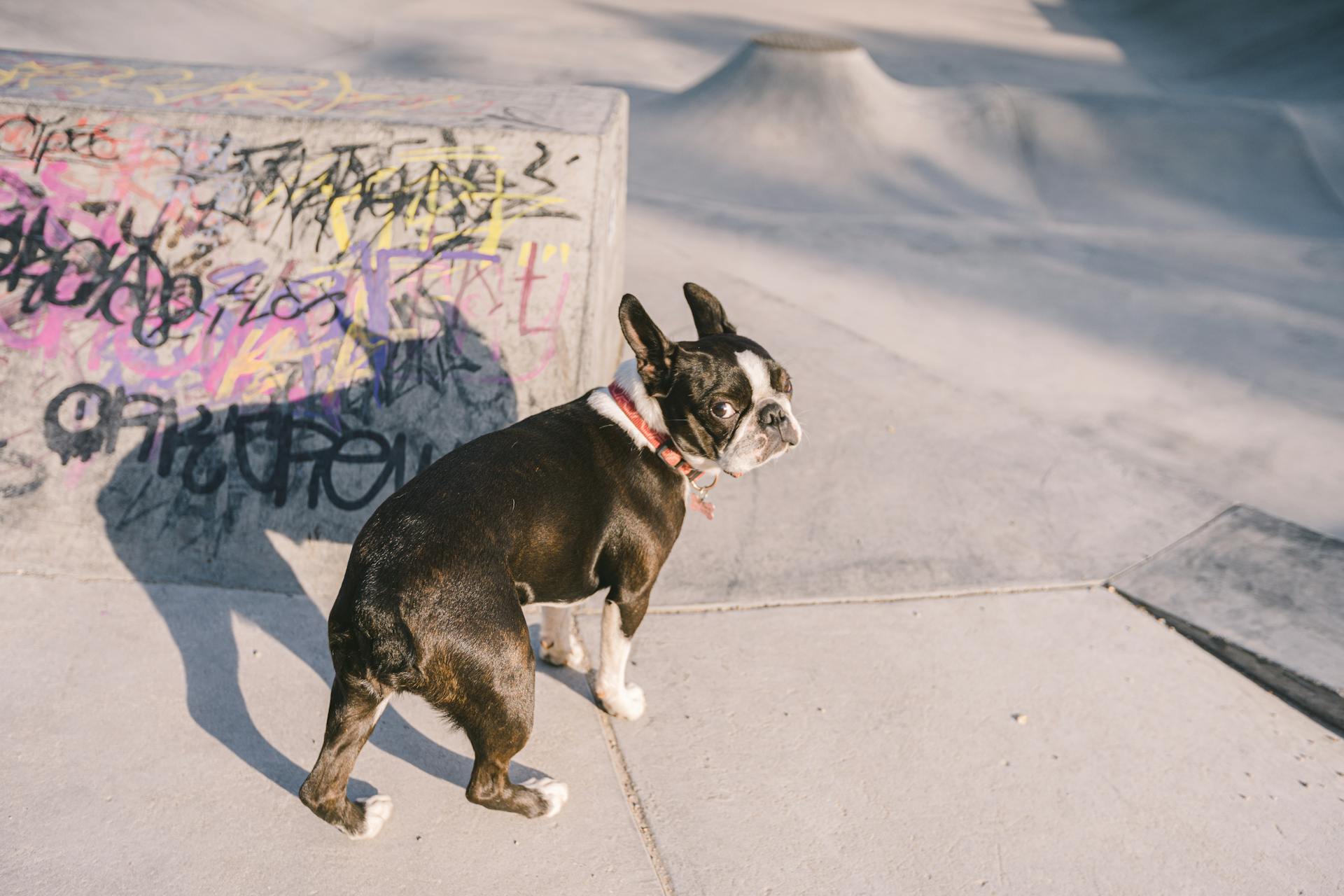 A Boston Terrier on a Concrete Floor