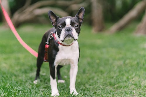 Foto profissional grátis de animal, animal de estimação, boston terrier