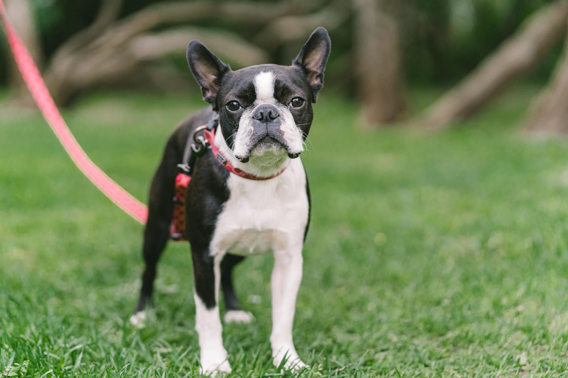 A Boston Terrier on the Grass