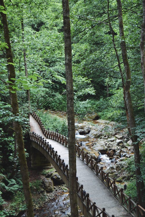 Brown Wooden Bridge on a Forest