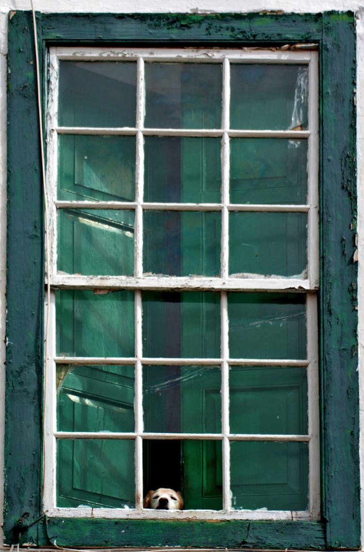 Dog Looking Outside A Glass Window