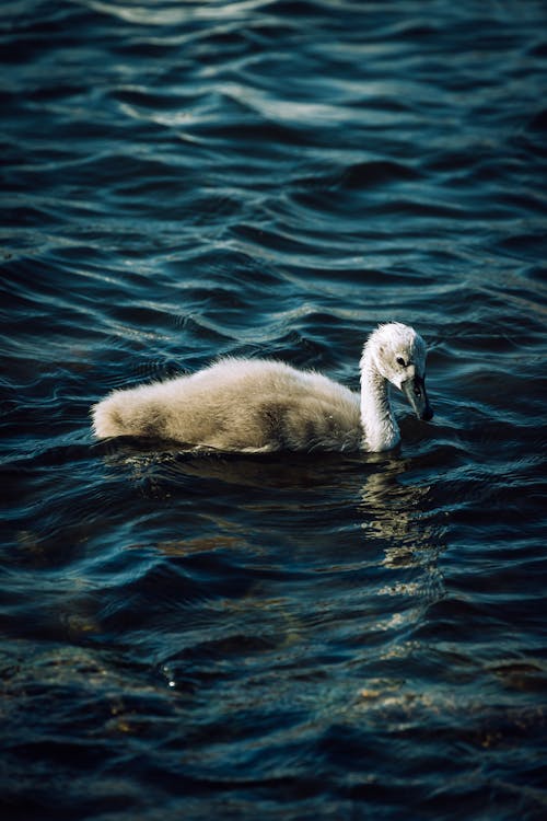 Gratis lagerfoto af cygnet, fjer, fjerdragt