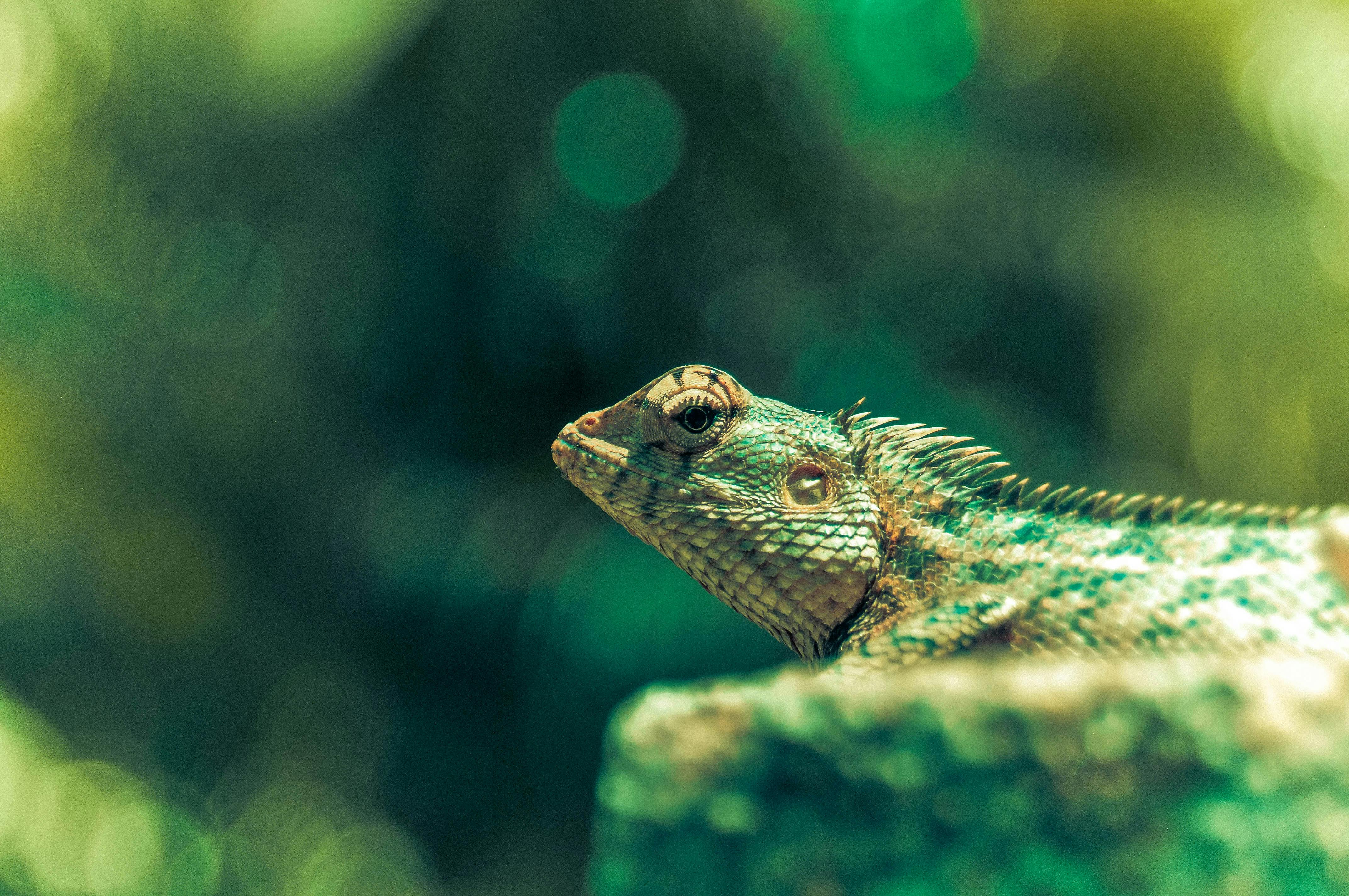 Green Lizard Wallpaper 4K, Silhouette, Plant Leaves