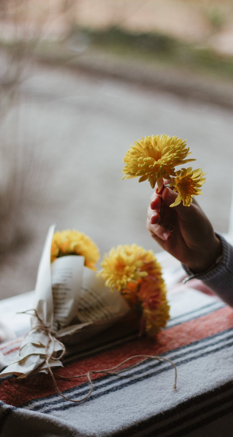 Crop Person With Blooming Chrysanthemums Against Window At Home