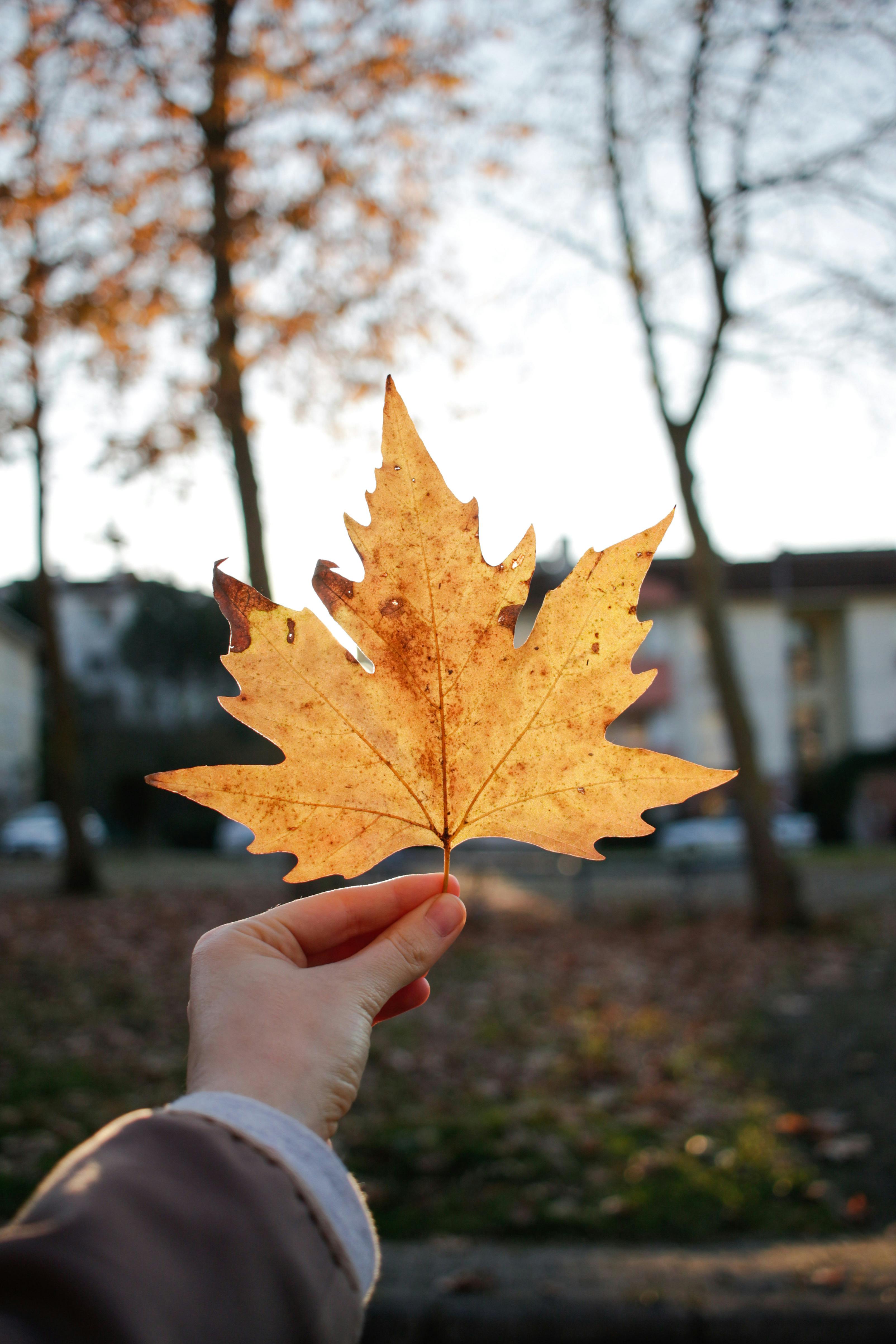 crop person showing dry maple leaf in park