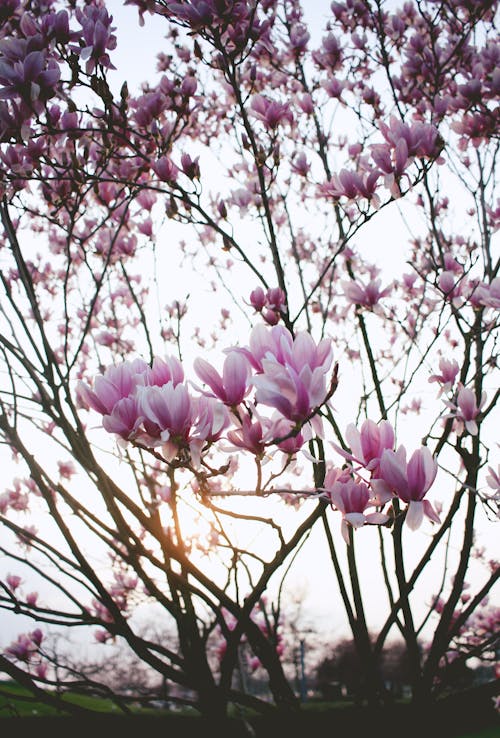 From below of blossoming tree with tender flowers on curved twigs growing on meadow in soft sunlight