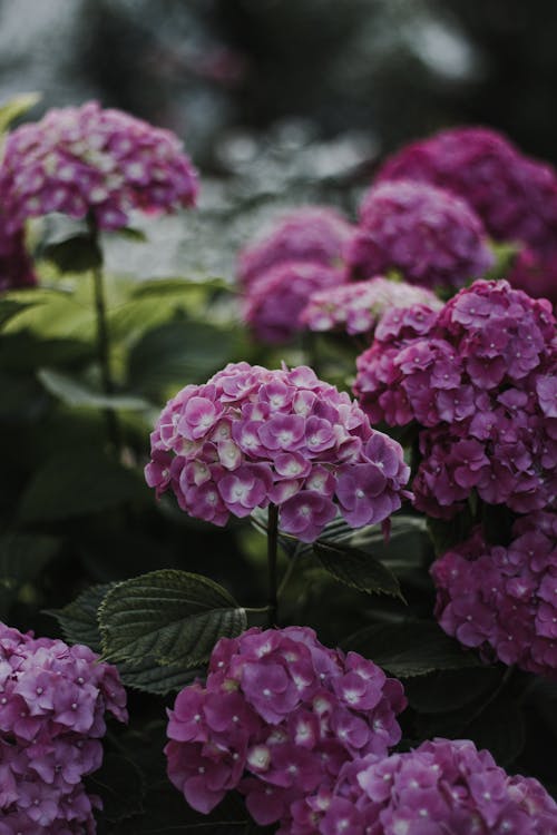 Blossoming violet hortensia with gentle petals on thin stems with green leaves on blurred background