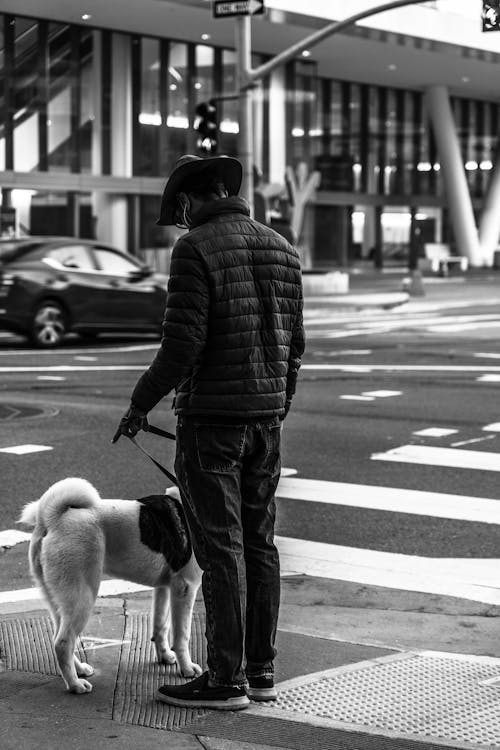 개, 거리, 그레이스케일의 무료 스톡 사진