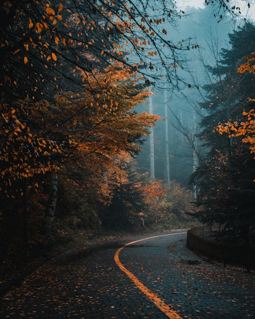 Autumn forest and asphalt road