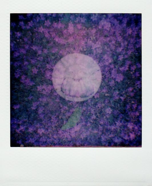 Vibrant abstract Polaroid image with circular floral pattern overlay.