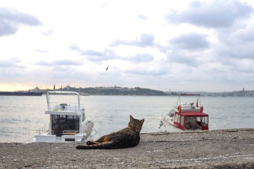 Cat lying on rough fence while looking at camera against lake with yachts under cloudy sky with flying bird