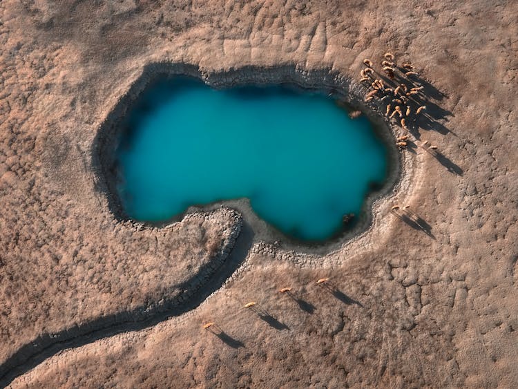 Animal Herd Neae Waterhole