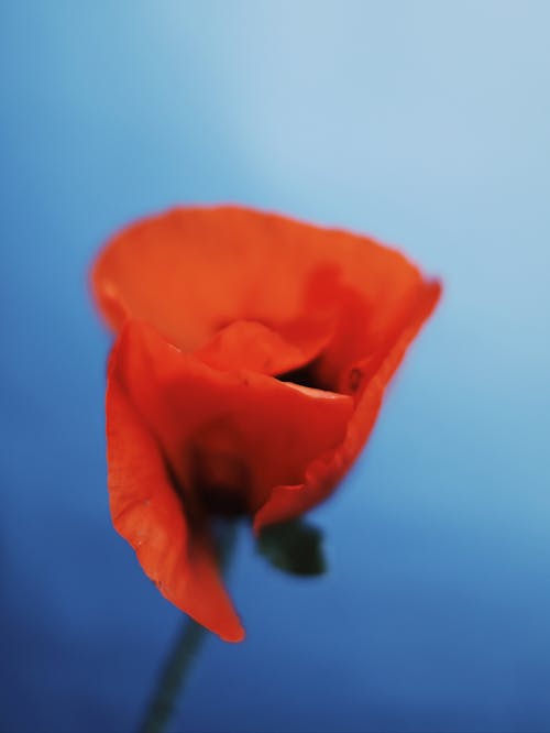 Immagine gratuita di avvicinamento, bocciolo, fiore rosso