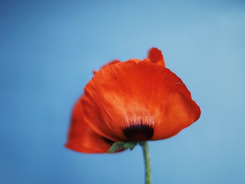 無料 オレンジ色の花, フローラ, ポピーの無料の写真素材 写真素材