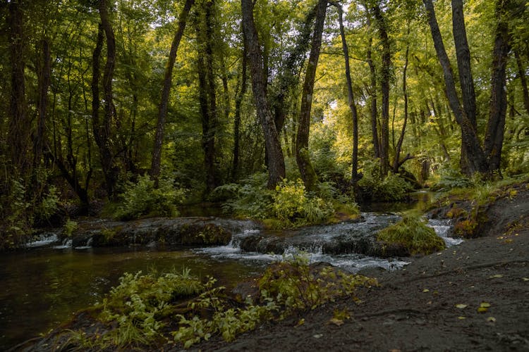 Cascades On Stream In Woods