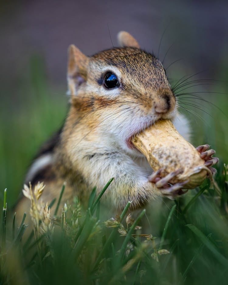 Squirrel Eating Nut