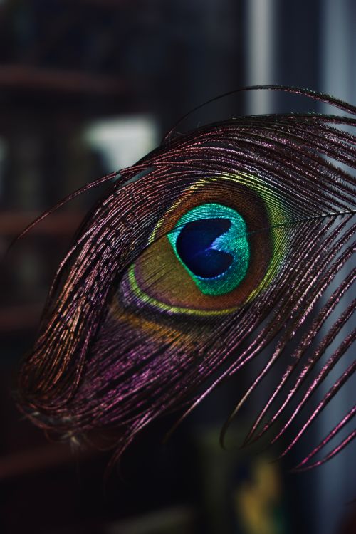 Free Detailed close-up of a colorful peacock feather displaying its iridescent beauty. Stock Photo