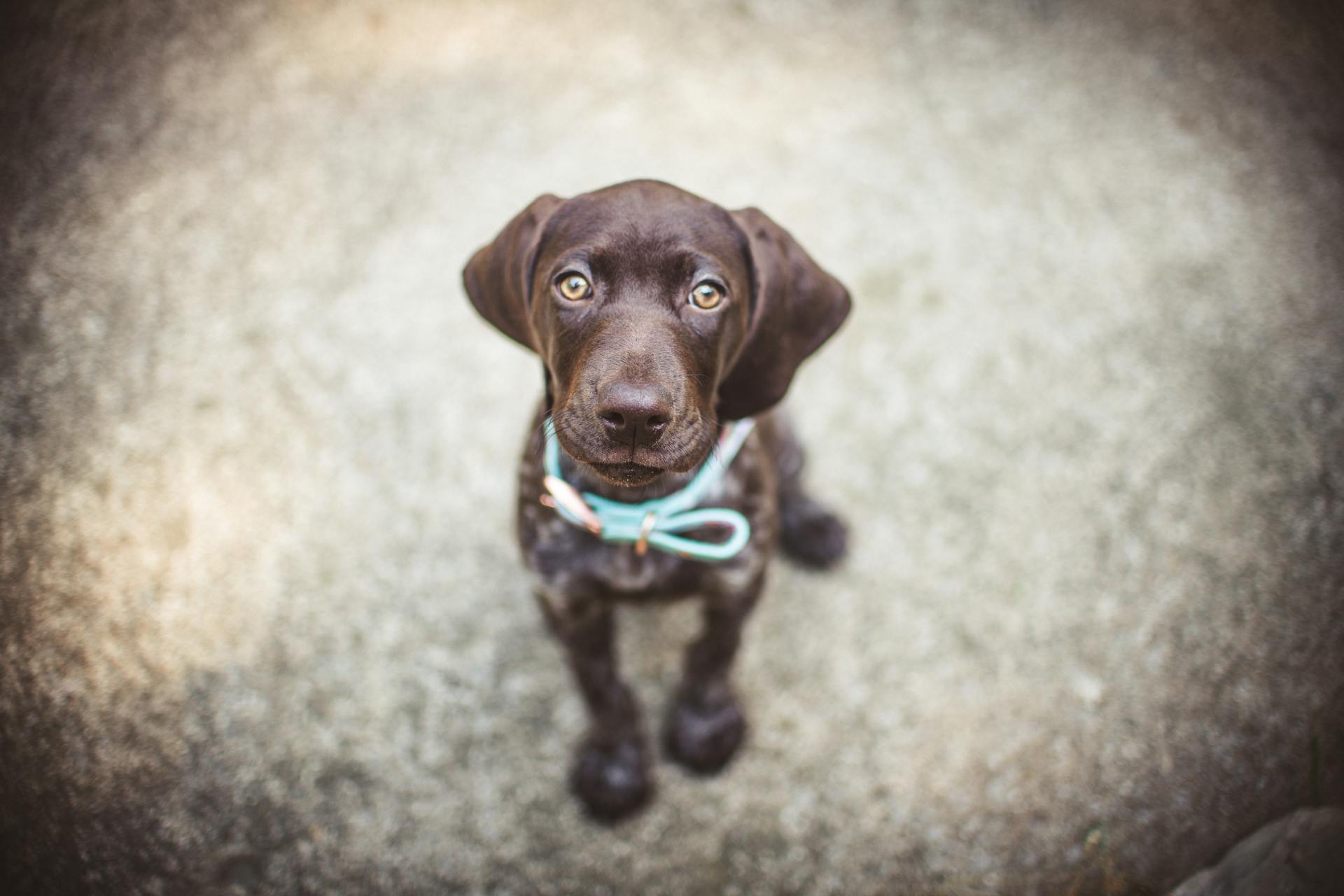 Närbilder av en brun dachshund