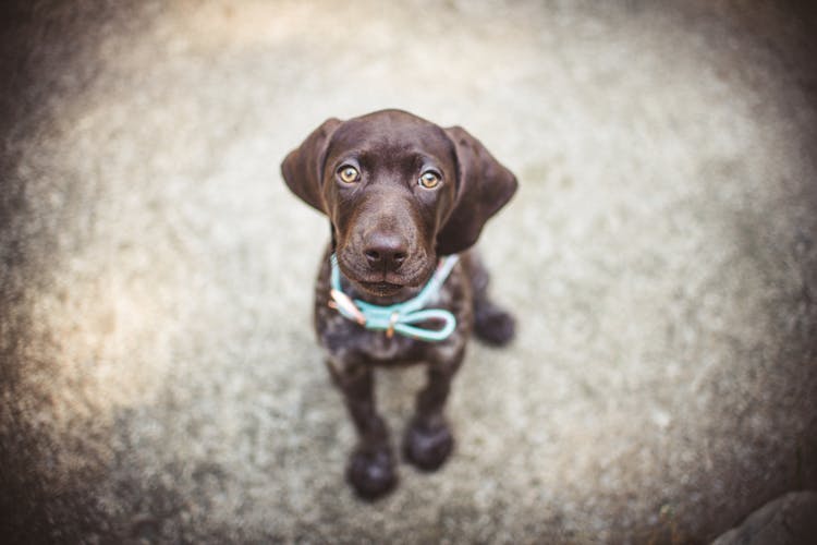 Close-Up Photo Of A Brown Dachshund