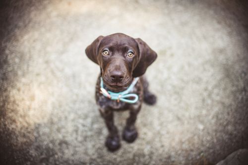 Free Cute chocolate Labrador puppy wearing a collar, gazing upwards on a soft background. Stock Photo