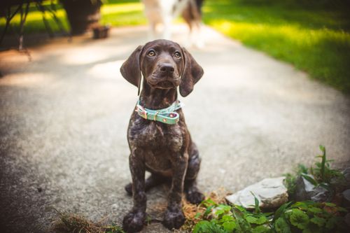 Free Charming portrait of a German Shorthaired Pointer puppy sitting on a walkway amidst greenery. Stock Photo