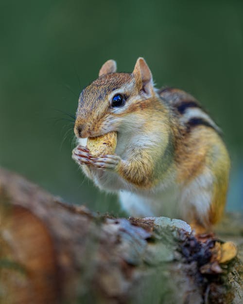 Free Chipmunk in Close Up Photography Stock Photo