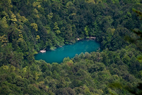 A Lake in the Middle of the Forest
